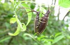 Philus antennatus