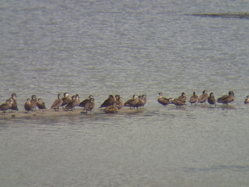 Andaman Teal (Anas albogularis)
