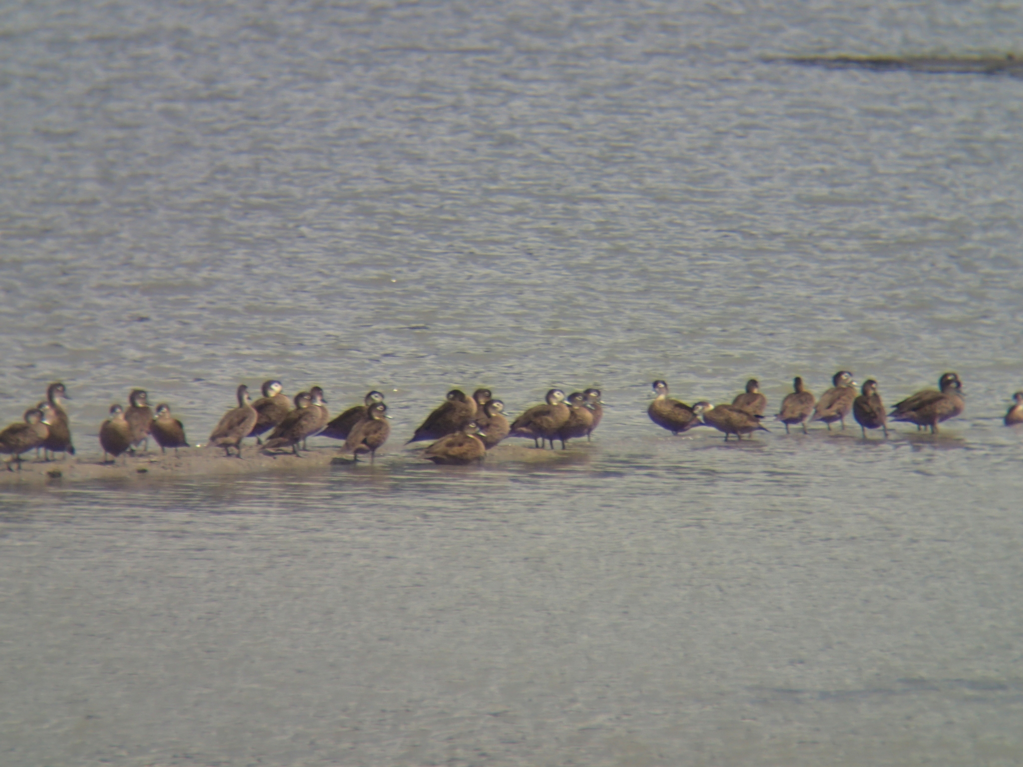 Andaman Teal (Anas albogularis), photo 1