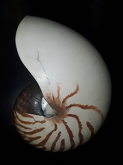 Nautilus
