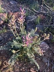Astragalus tephrodes