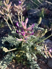 Astragalus tephrodes