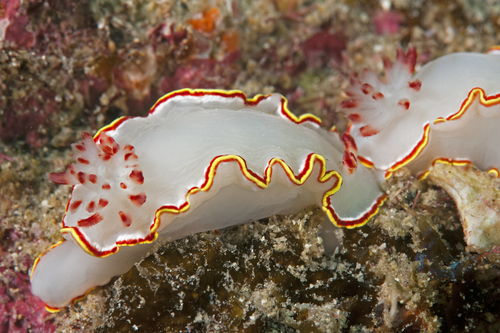 Red-tipped Sea Goddess