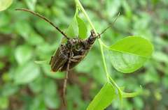 Philus antennatus