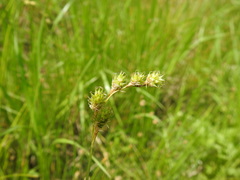 Carex festucacea