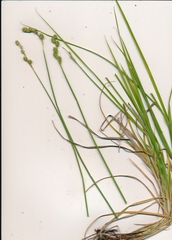 Carex festucacea