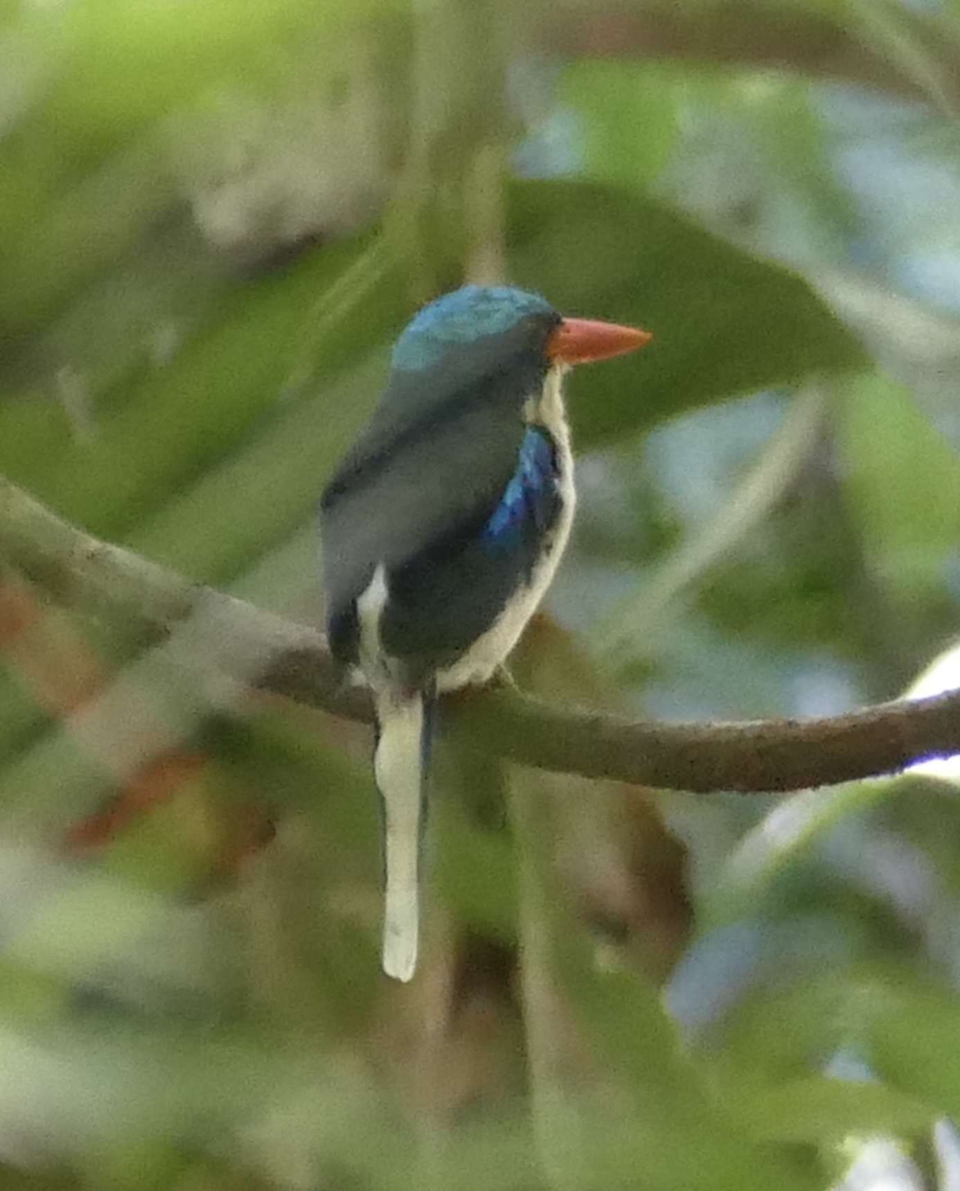 Common Paradise Kingfisher (Tanysiptera galatea), photo 7