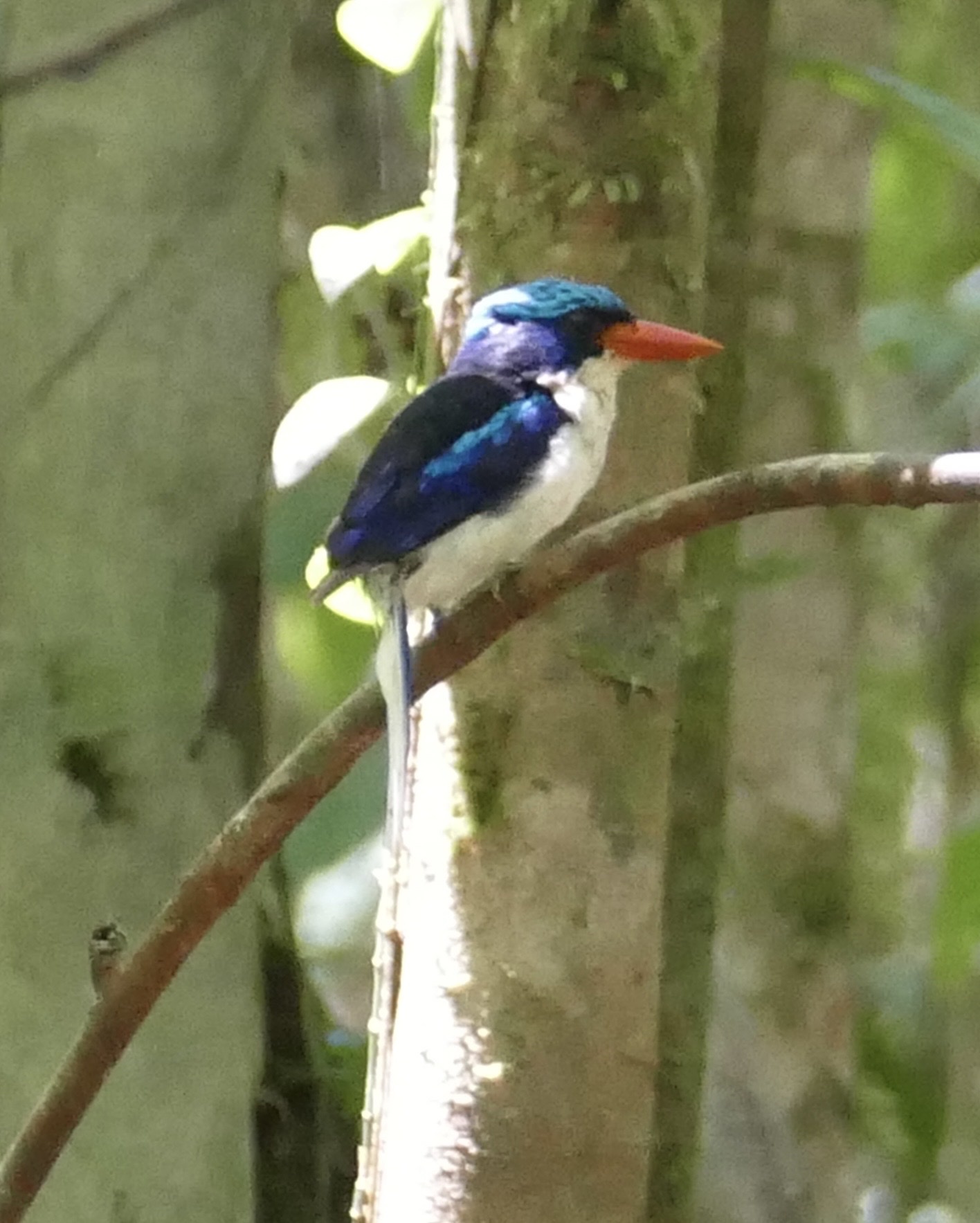 Common Paradise Kingfisher (Tanysiptera galatea), photo 6