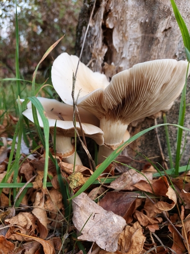Cyclocybe cylindracea — (c) Ross Krisztina, some rights reserved (CC BY)
