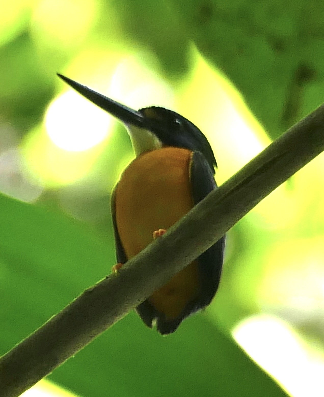 Papuan Dwarf Kingfisher (Ceyx solitarius), photo 7