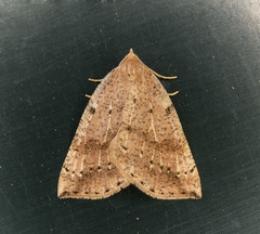 Thallophaga hyperborea