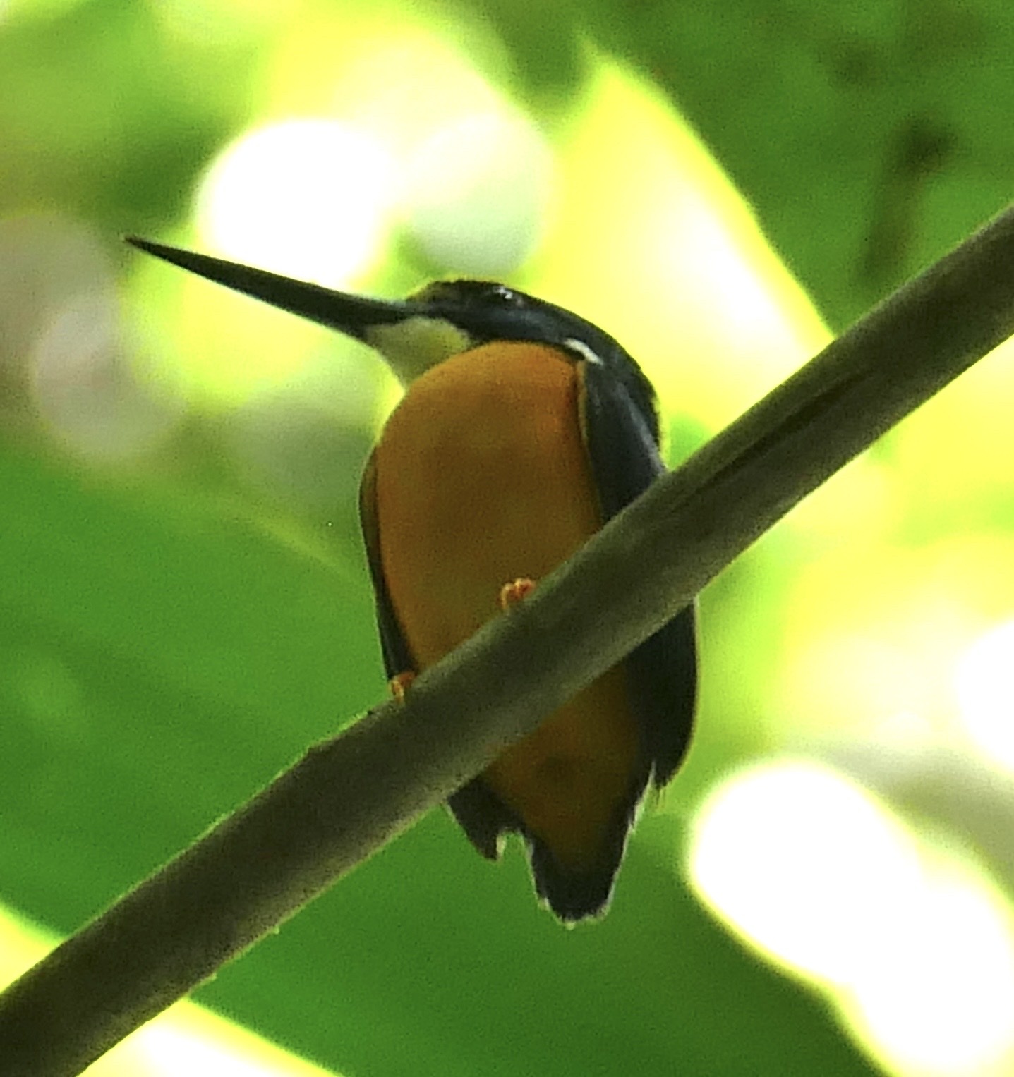 Papuan Dwarf Kingfisher (Ceyx solitarius), photo 8