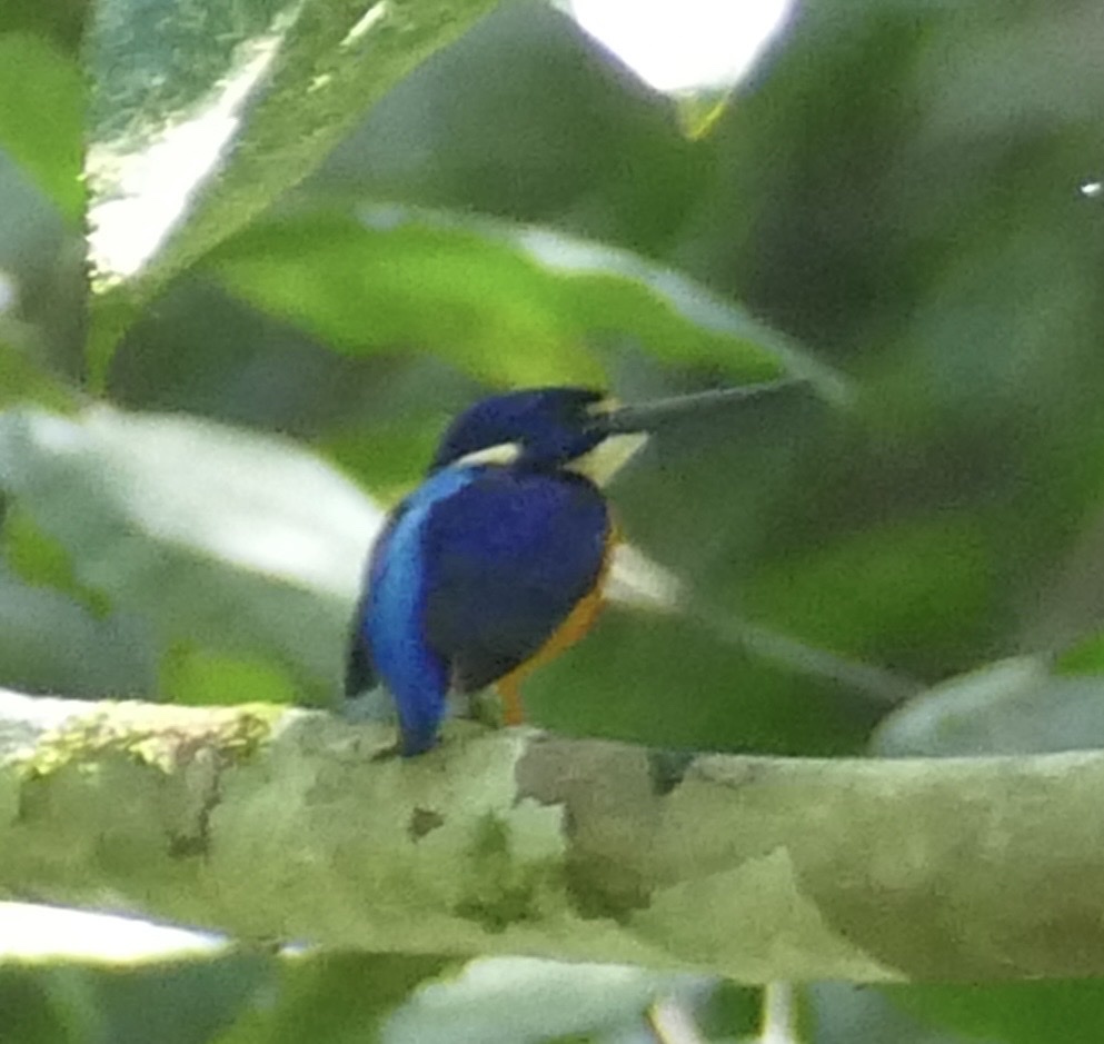 Papuan Dwarf Kingfisher (Ceyx solitarius), photo 9