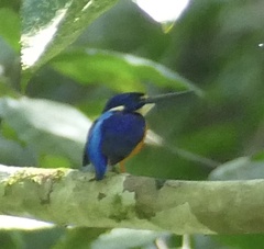 Papuan Dwarf-Kingfisher photo 5