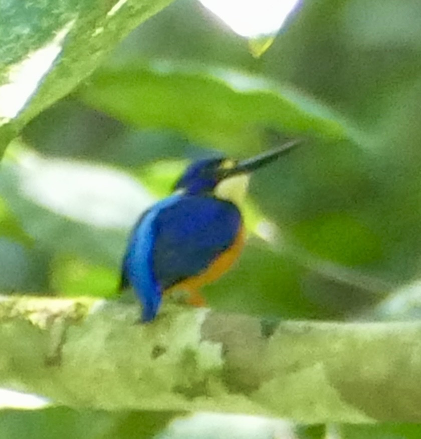 Papuan Dwarf Kingfisher (Ceyx solitarius), photo 10