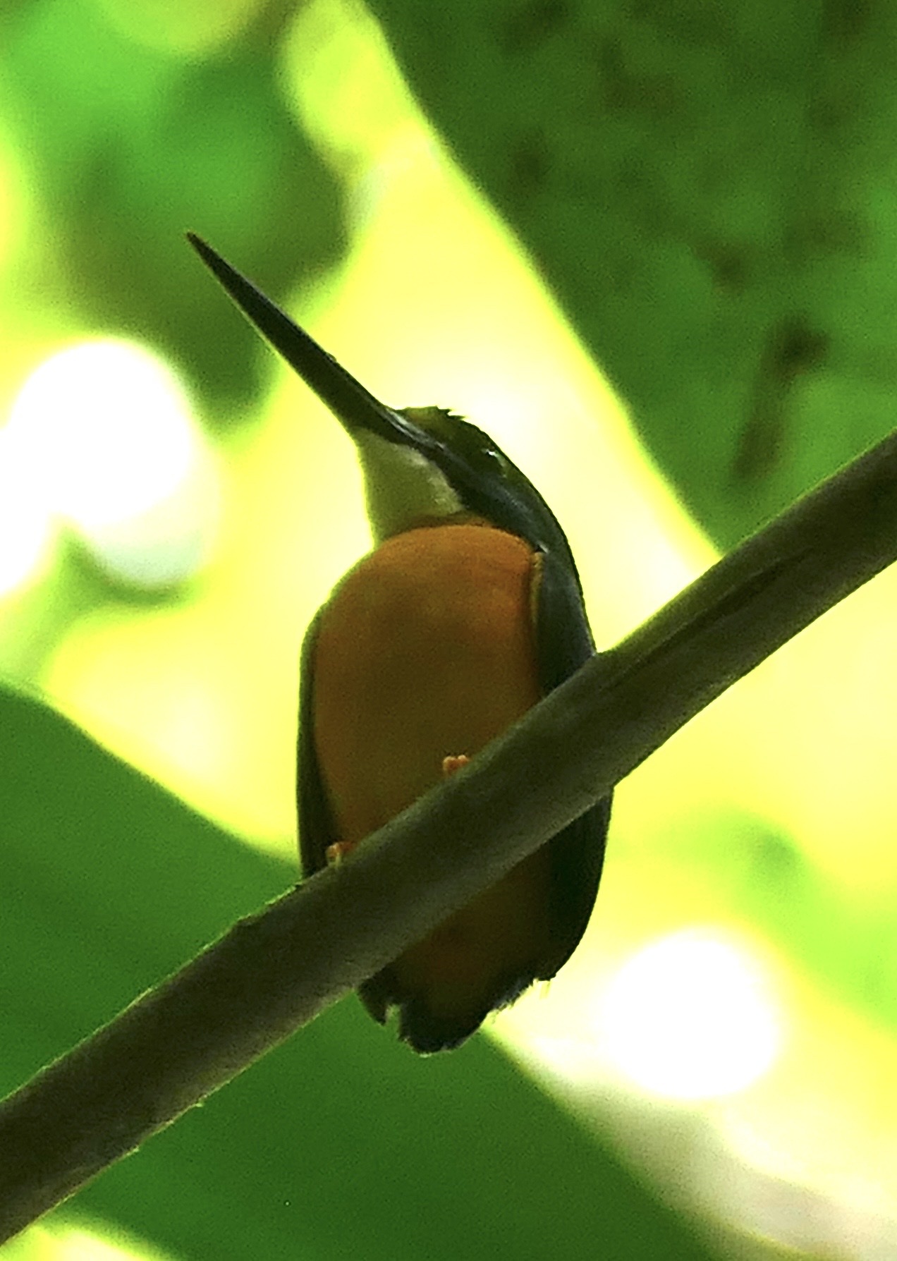 Papuan Dwarf Kingfisher (Ceyx solitarius), photo 6