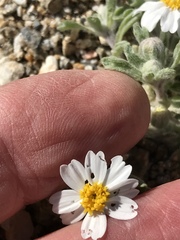 Eriophyllum wallacei rubellum