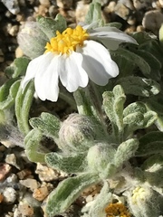 Eriophyllum wallacei rubellum