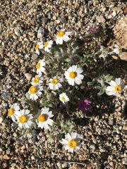 Eriophyllum wallacei rubellum