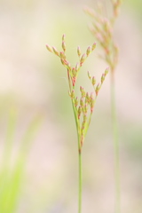 Juncus dichotomus