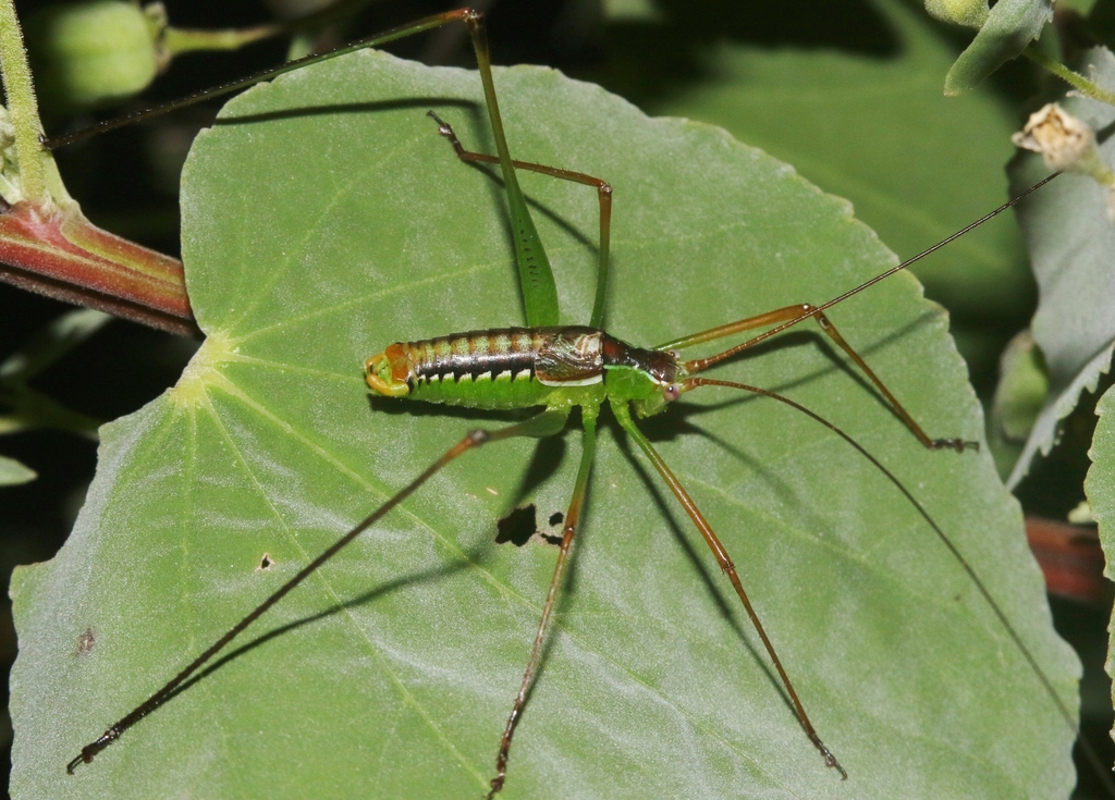 Obolopteryx gladiator
