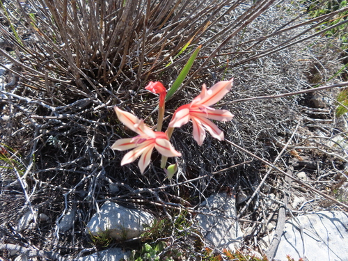 Image of Gladiolus miniatus by (c) linkie, some rights reserved (CC BY)