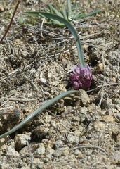 Allium parvum