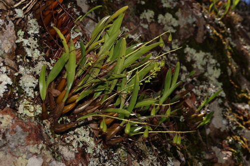 Image of Dendrobium monophyllum by (c) Greg Tasney, some rights reserved (CC BY-SA)