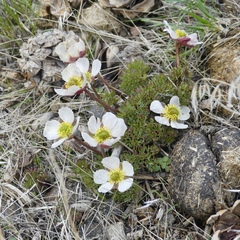 Ranunculus andersonii