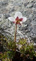 Ranunculus andersonii
