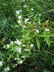 Stellaria radians