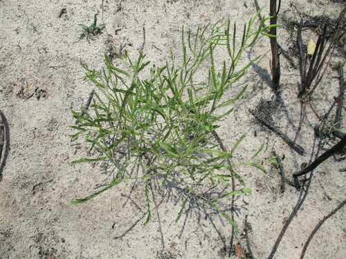 Image of Entada Arenaria (Entada arenaria) by no rights reserved