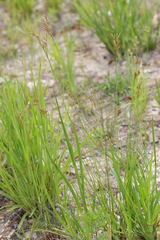 Juncus dichotomus