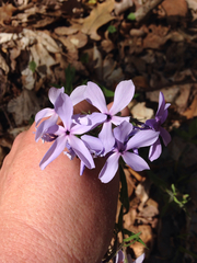Phlox divaricata laphamii