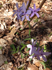 Phlox divaricata laphamii