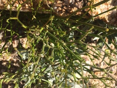 Chorizanthe brevicornu