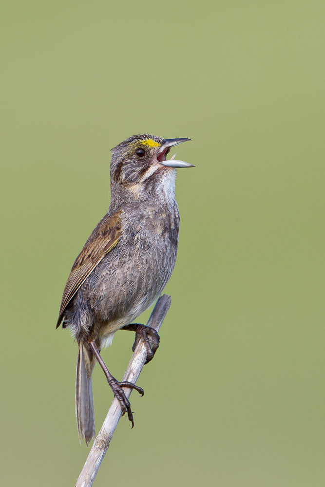 Seaside Sparrow