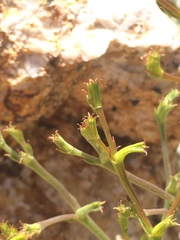 Chorizanthe brevicornu