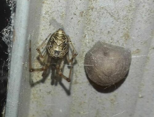 Common House Spider, photo 5 of 7