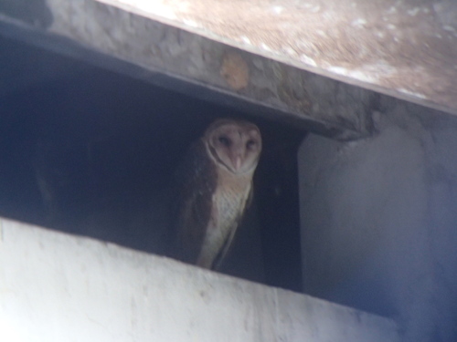 Andaman Masked Owl (Tyto deroepstorffi), photo 2