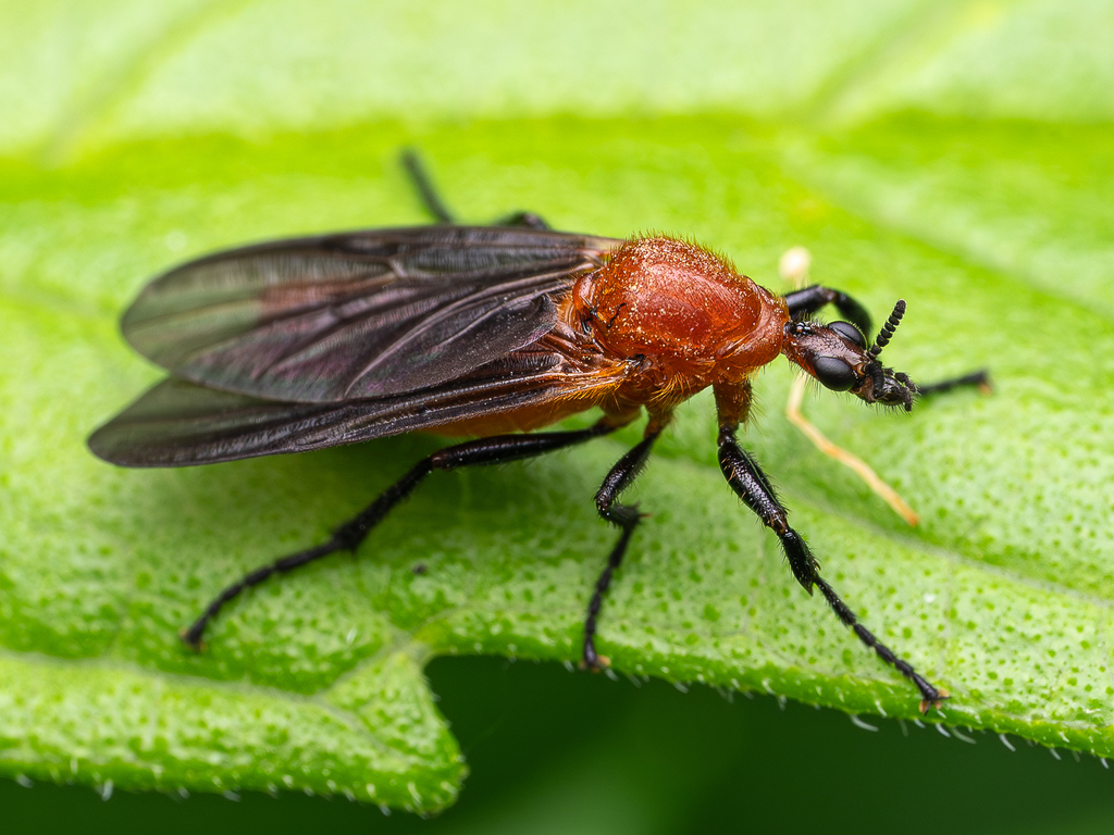 Australian garden maggot