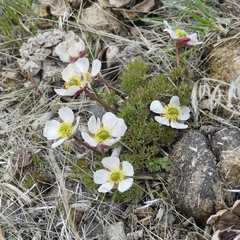 Ranunculus andersonii