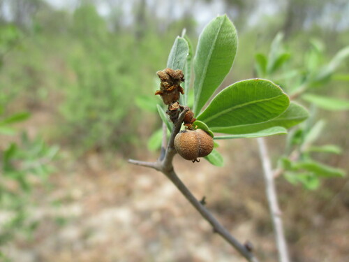 Image of Euphorbia matabelensis by no rights reserved