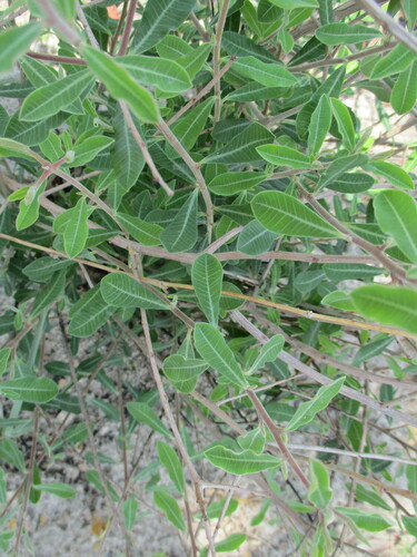 Image of Euphorbia matabelensis by no rights reserved