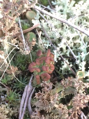 Cladonia subcariosa