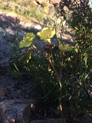 Chylismia