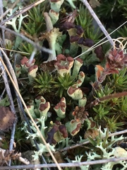 Cladonia subcariosa