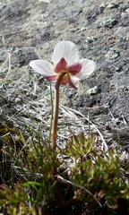 Ranunculus andersonii