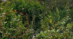 Magnoliopsida