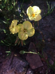 Chylismia